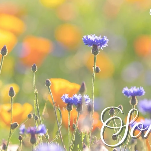 ファンが選んだソン・イェジンの最高の瞬間