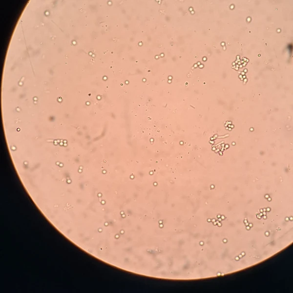 Representative photo of Gumayusi showing their charm