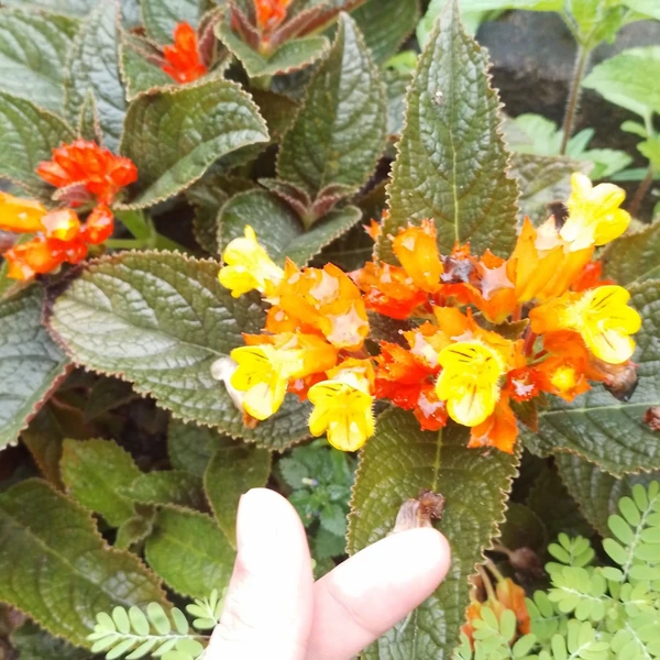 A brilliant moment of Gumayusi created by the fandom