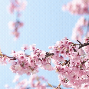 Top moment of Kim Seonho chosen by fans