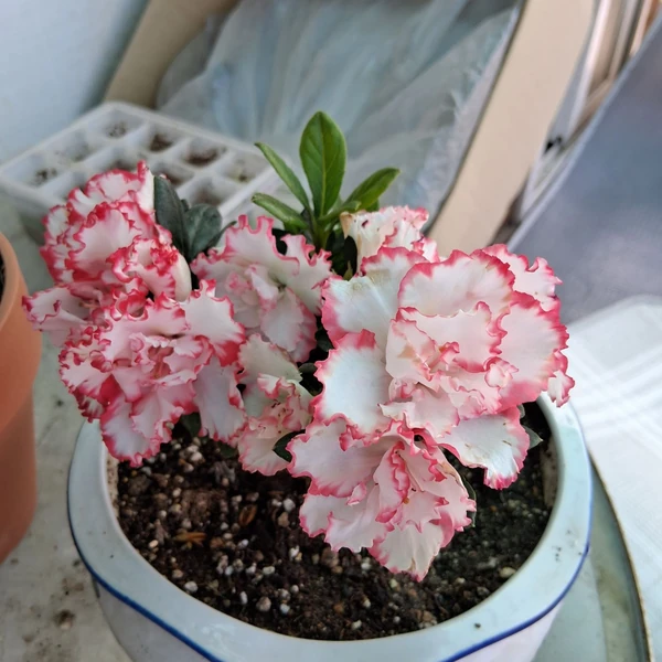 Top moment of Kim Yongbin chosen by fans