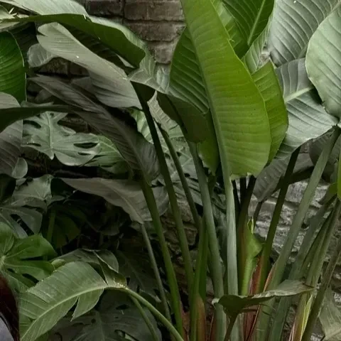 今日最も愛されたボナの姿