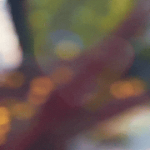 detailBanner