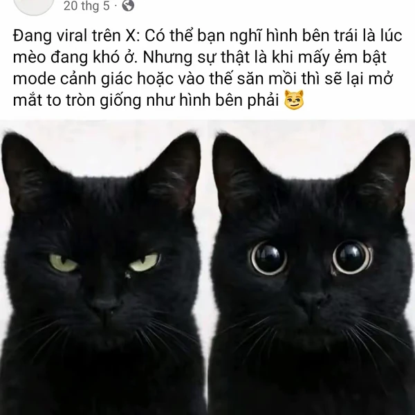 페이커의 매력을 담은 최애돌셀럽 대표 사진
