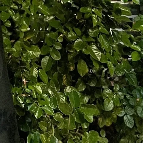 detailBanner
