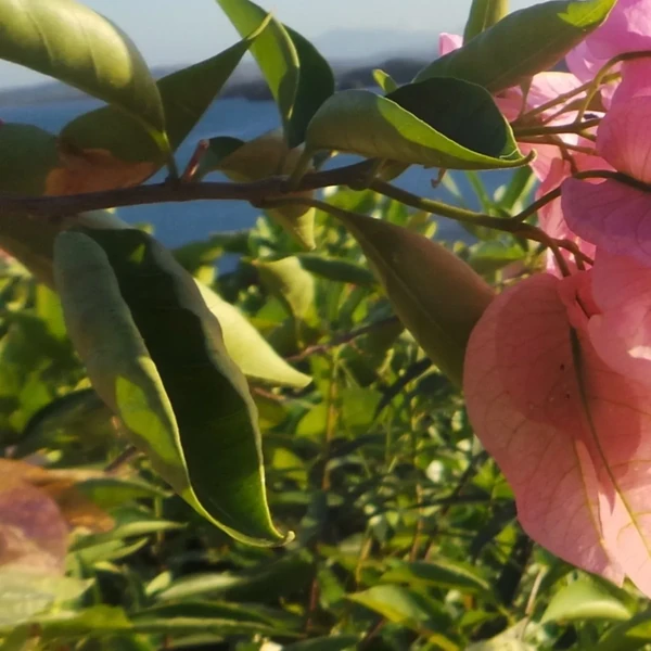 detailBanner